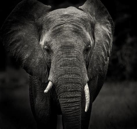 Kalahari African Elephant Elephant Animals