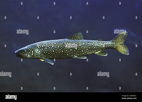 Lake Trout Salvelinus Namaycush Adult Canada Stock Photo Alamy