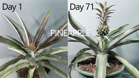 Growing Pineapple Time Lapse Day1 Day71 Grow Pineapple From Crown To