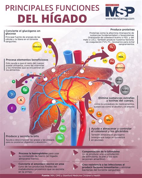 Principales funciones del hígado Infografía