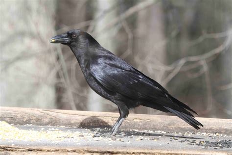 American Crow – Indiana Audubon