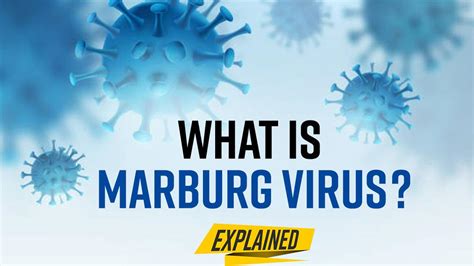 Marburg Virus: What Is It? Symptoms, Treatment And Precautions, All You ...