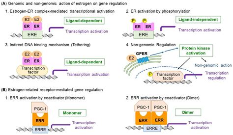 Ijms Free Full Text Roles Of Estrogen Estrogen Receptors And