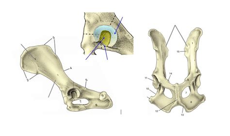 Pelvis Osteology Diagram Quizlet