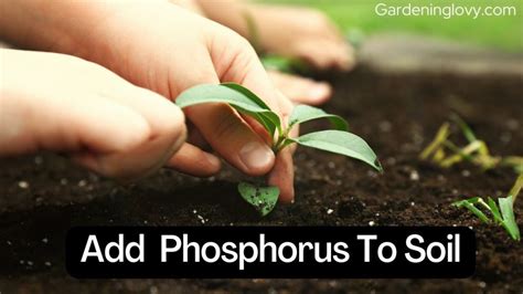 How To Add Phosphorus To Plants Organically Ways