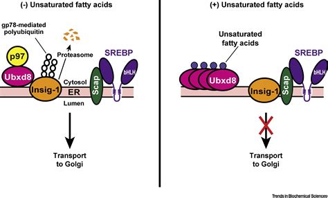 Srebps In Lipid Metabolism Insulin Signaling And Beyond Trends In