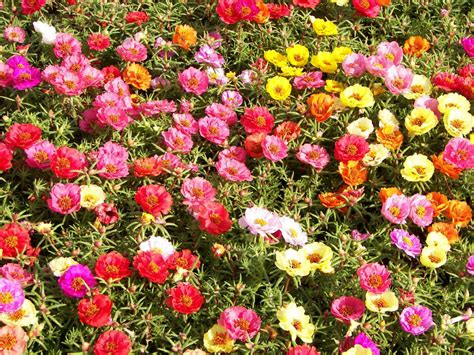 Moss Rose Portulaca Grandiflora Mix Rose 200 Seeds Seeds And Bulbs