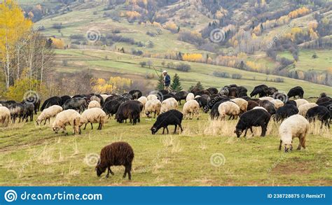 Flock Of Sheep On The Beautiful Mountain Meadow Stock Image Image Of