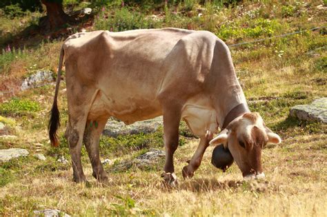 Accompagnateur En Montagne Vache Brune Suisse Race Bovine