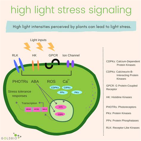 Abiotic Stress In Plants