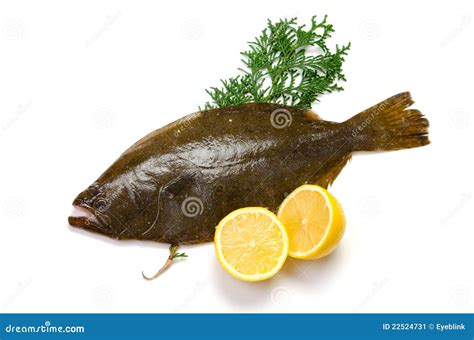 Olive flounder stock image. Image of flounder, flatfish - 22524731