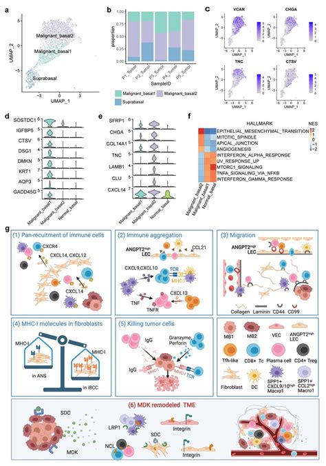 Two subtypes of malignant basal cells. (a) The UMAP plot of ... 