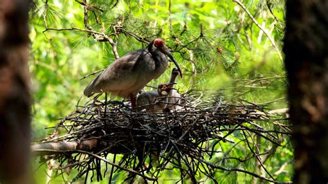 Crested Ibis Couple Released In The Wild Hatches Four Chicks CGTN