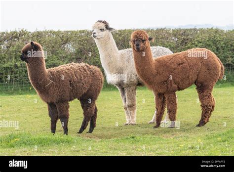 Alpacas In A Field Stock Photo Alamy