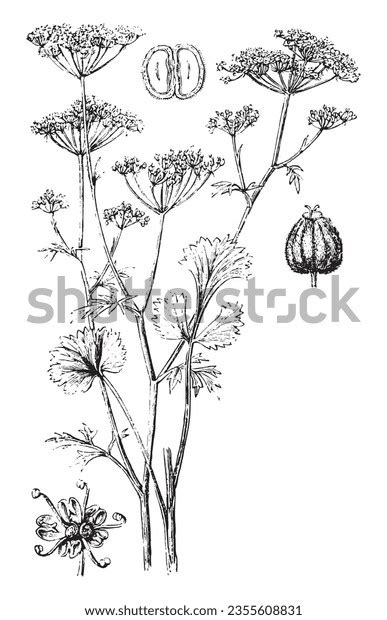 Anise Plant Botany Vintage Over 461 Royalty Free Licensable Stock