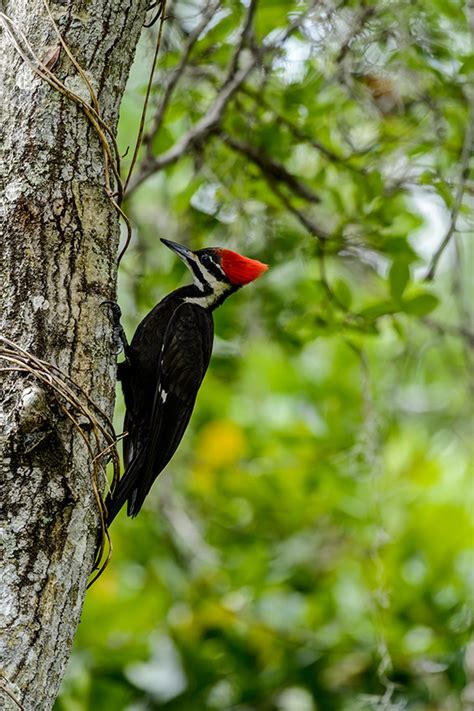 Pileated Woodpecker Woodpeckers Birds Beautiful Wildlife Photographs