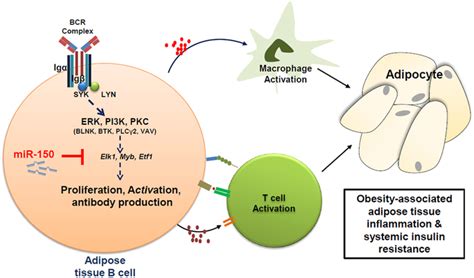 Schematic Model Of Mir 150 Mediated Molecular Network In B Cells 673