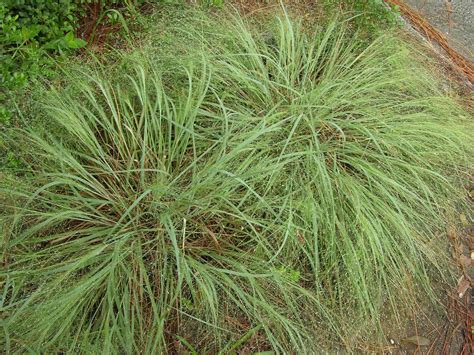 Elliott S Lovegrass Eragrostis Elliottii 4” Pots Florida Native Wildflowers