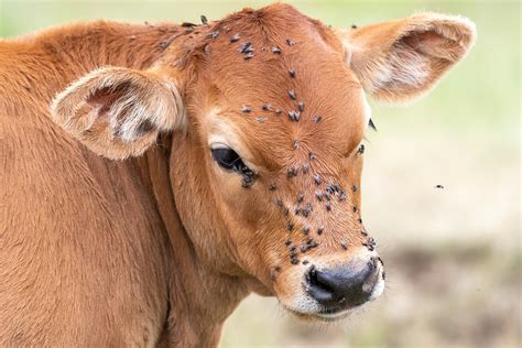 How Garlic Can Help Minimize Pink Eye In Cattle Ralco Agriculture