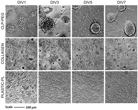 Representative Brightfield Microscopy Images Of Cerebellar Cell