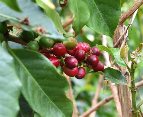 Harvesting Processing Of Coffee Beans How We Make Great Coffee