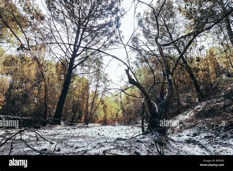 Burnt Tree Ashes Hi Res Stock Photography And Images Alamy