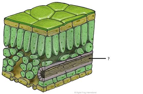 Ameba Diagram - Understanding the Structure and Function of Amebas