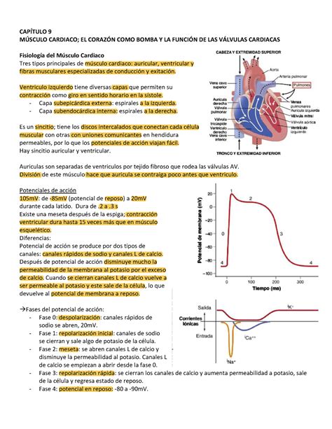 Cap Tulo Capitulo De Libro De Fisiologia Guyton Fisio Resumen