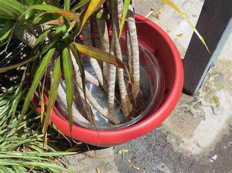 Dragon Tree Plant Care - How To Grow Dracaena Marginata