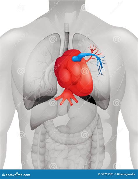 Diagrama Humano Del Corazón Detalladamente Ilustración del Vector