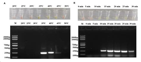 Figure From Development Of A Directly Visualized Recombinase