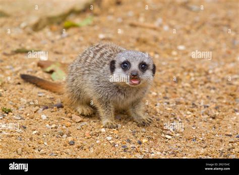 Meerkats (Suricata suricatta) Meerkat, predators, mammals, creeping cats, animals, Meerkat baby ...