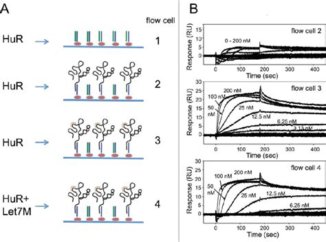 Experimental Design And Spr Sensorgrams Of Hur Binding To Myc Rna In