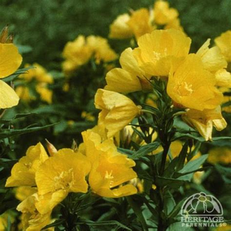 Yellow Sundrop Oenorthera Perennials › Anything Grows