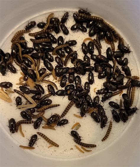 Buffalo Beetles Alphitobius Diaperinus And Their Larvae The Lesser