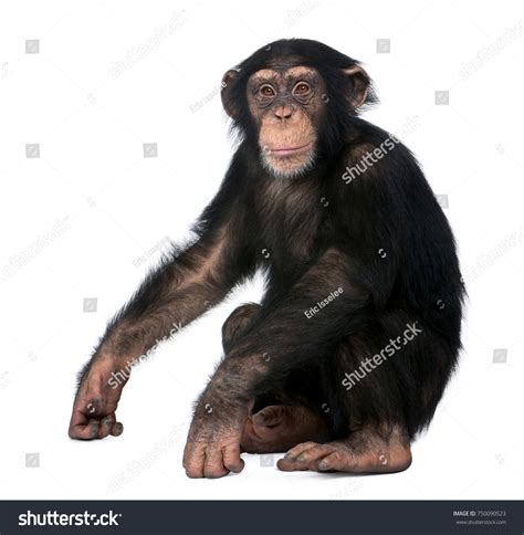 747,796 Monkey Images, Stock Photos, 3D objects, & Vectors | Shutterstock