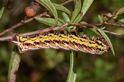 Eumorpha Fasciatus Sphingidae Of The United States Of America