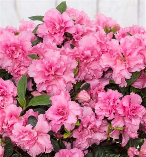 Azalka Japonsk Bloom Champion Double Pink Cm Kont L E