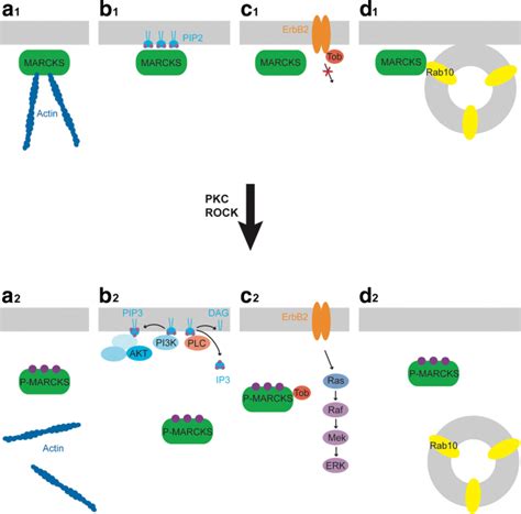 MARCKS And MARCKS Like Proteins In Development And Regeneration