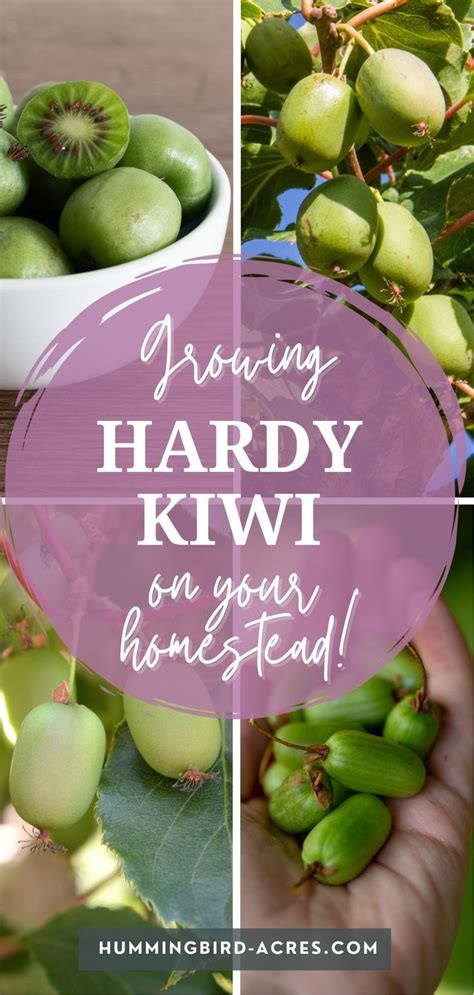 How To Grow Hardy Kiwi In Your Backyard Orchard Hardy Kiwi Kiwi Growing Kiwi Berries