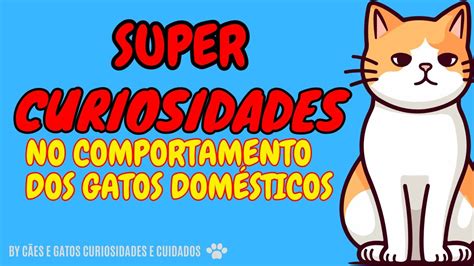 As SUPER CURIOSIDADES Sobre O COMPORTAMENTO Dos GATOS YouTube