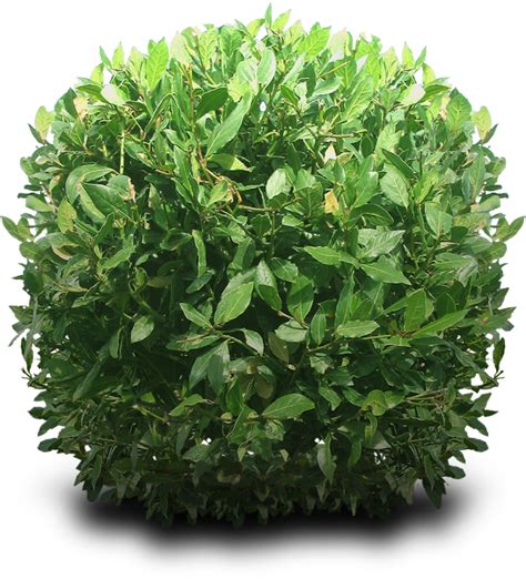 Shrub Png By Dbszabo1 On Deviantart Arbustos Arbustos De Jardín