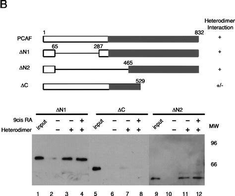 The Histone Acetylase Pcaf Is A Nuclear Receptor Coactivator