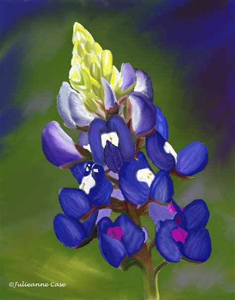 The Love Of A Bluebonnet Digital Painting Wildflower Drawing