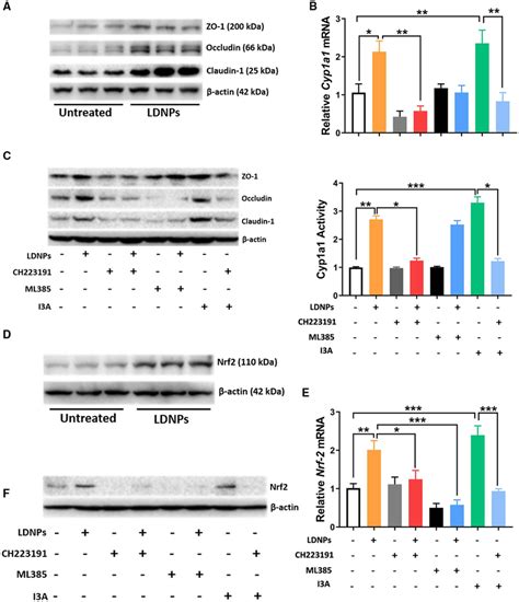 LDNPs Increased Intestinal Tight Junction Expression In Caco 2 Cells