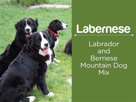 Labernese: Facts About Bernese Mountain Dog Lab Mix