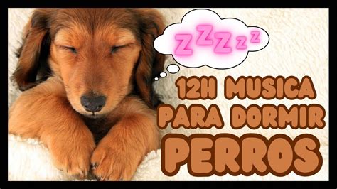 Musica Para Dormir Perros En Minutos Profundamente Cachorros Adultos