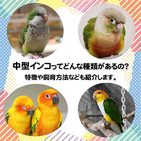 中型インコってどんな種類があるの特徴や飼育方法なども紹介します