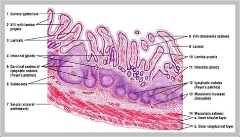 ileum picture | Anatomy System - Human Body Anatomy diagram and chart ...