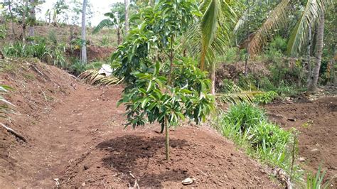 Persiapan Kohe Kambing Untuk Kesuburan Pohon Alpukat Saat Musim Hujan